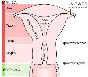 Anatomia macicy